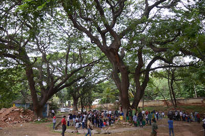 Trees will have to go, but BBMP asks axeman to wait