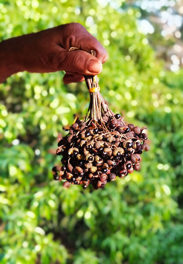 Goan culinary staple tirfoll under threat from destructive harvesting 
