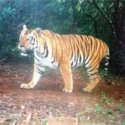 Yes, there's a tiger in Sahyadri
