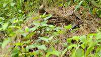 King cobra spotted at high-altitude in Uttarakhand’s Mukteshwar 