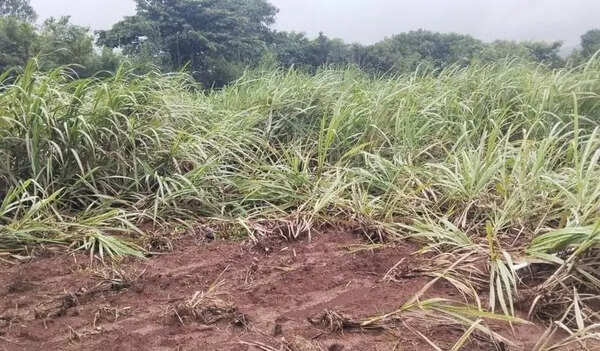 Over Rs 11 crore paid as compensation for losses caused by wildlife in Kolhapur district