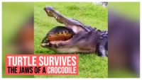 Lucky escape: This turtle survived the jaws of a crocodile 