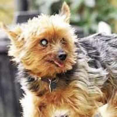 At 154 human yrs, Billy the Terrier could be the world's oldest dog