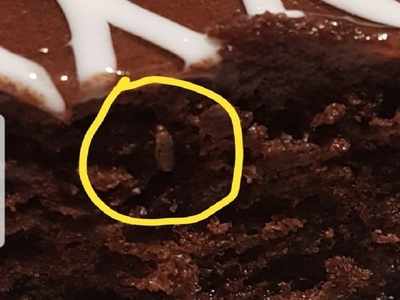 Hyderabad: After 'worm' controversy, customer finds insect in cake at IKEA