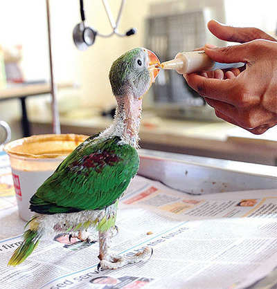 14 of the 17 rescued parakeets in aviaries