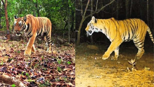A mystery tigress gives hope to a dying big cat homeland in Chhattisgarh