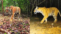 A mystery tigress gives hope to a dying big cat homeland in Chhattisgarh