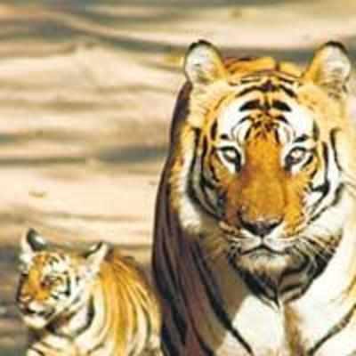 Tiger conservation body needs a '˜ferocious' cat
