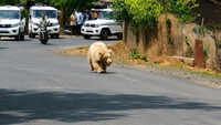 Rare white bear strays out of CG forests, sparks panic after villager attacked