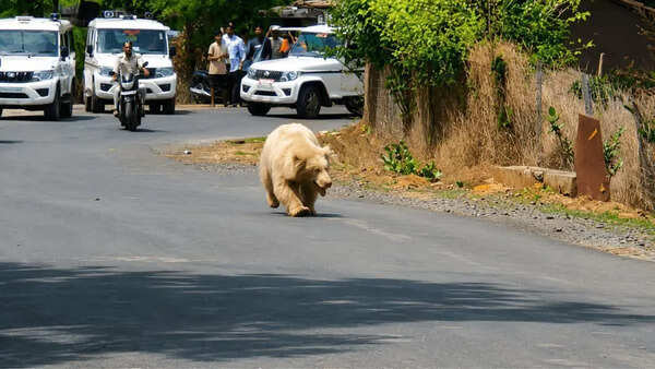 Rare white bear strays out of CG forests, sparks panic after villager attacked