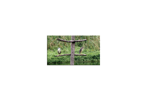 Birdwatcher spends her weekends by lakeside, maps avian beauties