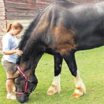 Could this be the world's tallest horse?