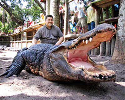 Alligator blood could help fight infections