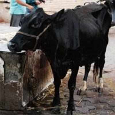 Next time, think twice before you feed cows near temples