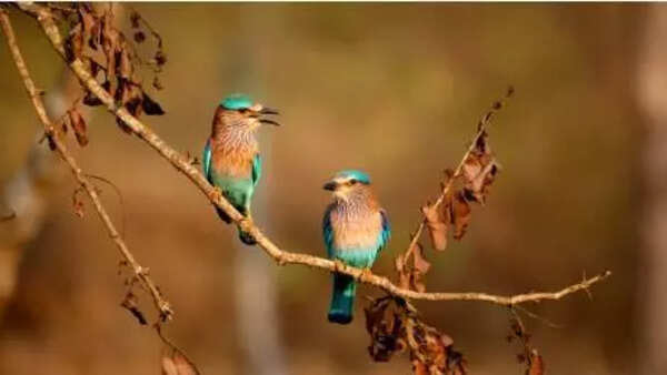 Bird population continues to dwindle at Jayakwadi