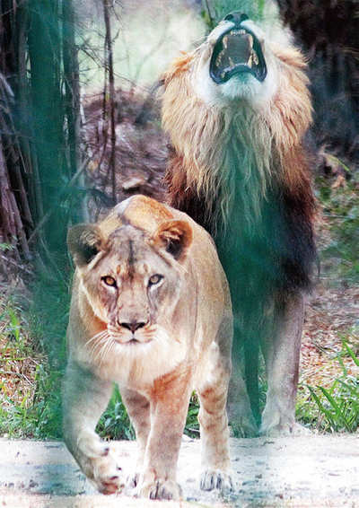 Karnataka: Tyavarekoppa to get two lions from Bannerghatta