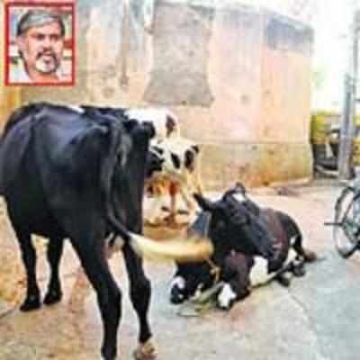 Cow mafia rules Tipu's fort