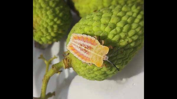 Task force formed to tackle stink bug threat in litchi