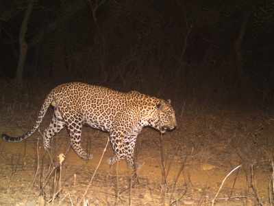 Sanjay Gandhi National Park and its periphery is now home to 47 leopards