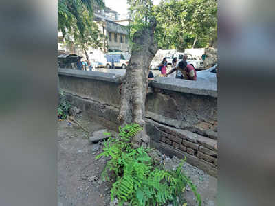 Tree fall kills man in Dadar
