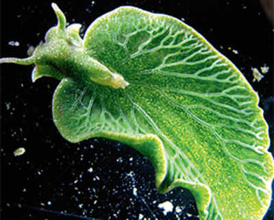 Green sea slug lives on sunlight like a plant