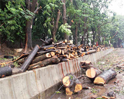BMC to probe tree-felling by contractors