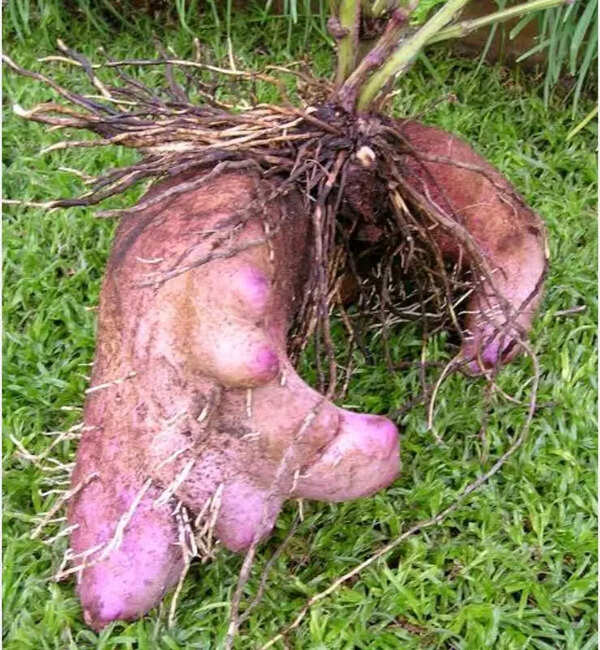 Tubers of 250 different species from 6 states will be on display in 2-day exhibition in Kolhapur city