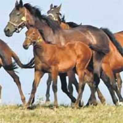 Maoists have forayed into horse breeding