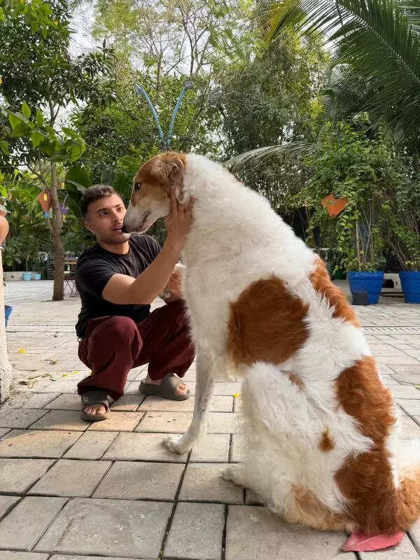 MP's lone borzoi brings the house down;canine celebs strut their stuff at dog show