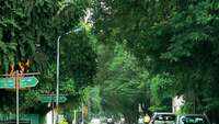 Delhi has no data on number of trees, no census conducted in last 2 decades: RTI reply 