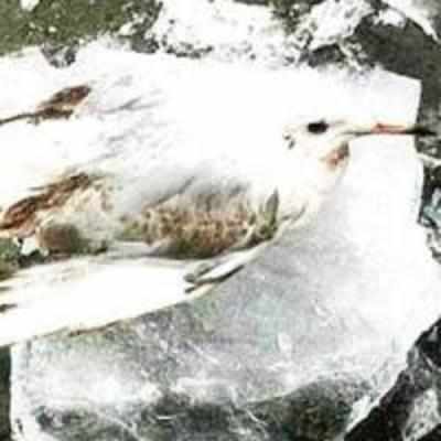 Seagull encased in ice after falling asleep on frozen canal