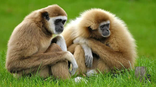 Gibbons