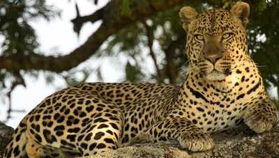 Leopards have lost 75 per cent of their habitat: study