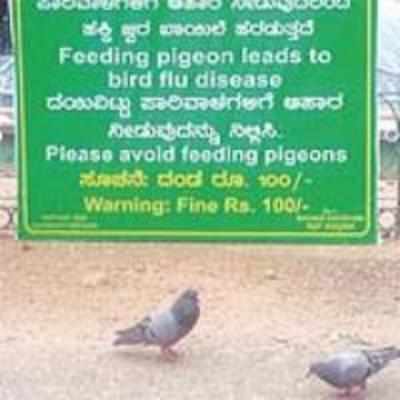 What causes avian flu? Feeding pigeons!