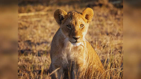 Okavango Delta, Botswana
