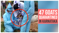 47 goats quarantined after goatherd tests COVID positive in Karnataka 