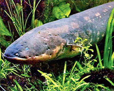 How the electric eel evolved to shock