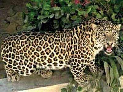 Leopards a big fear around Gir: MLA
