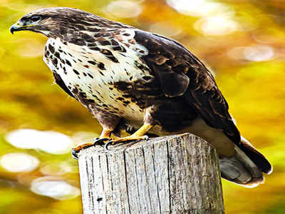 Bird landing