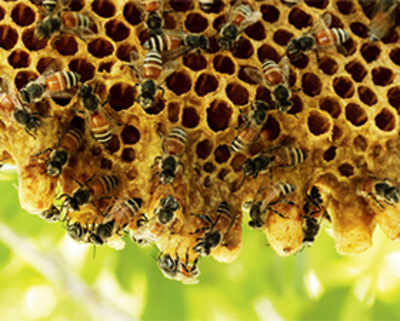 Researchers find a potential cure for baldness in a bee hive sealant