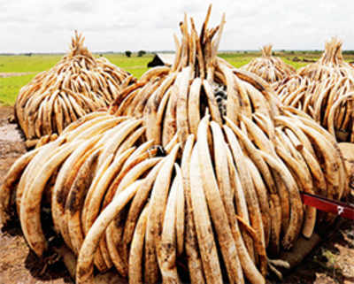 Up in smokes: Kenya to torch 105 tonnes of ivory worth millions