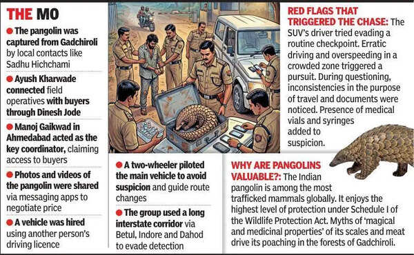 Pangolin rescue blows lid off trafficking ring