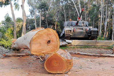 Eucalyptus trees being felled in National Military Memorial campus
