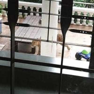 There's a leopard in my balcony!