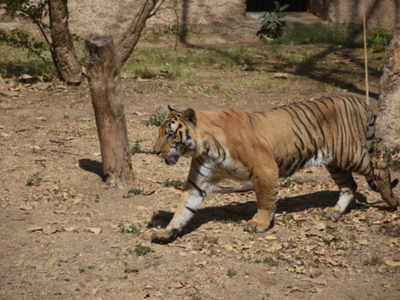 Tiger found dead in Dudhwa Tiger Reserve