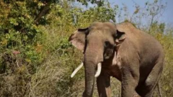 Expert panels decides to implement cost effective measures to mitigate man animal conflicts