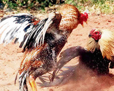 Animal welfare organisation director files PIL seeking ban on cock fights