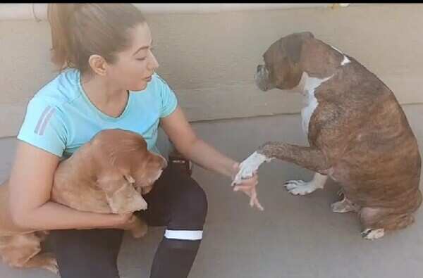 #LockdownLove: Television actors spend time with pets with unconditional love during lockdown