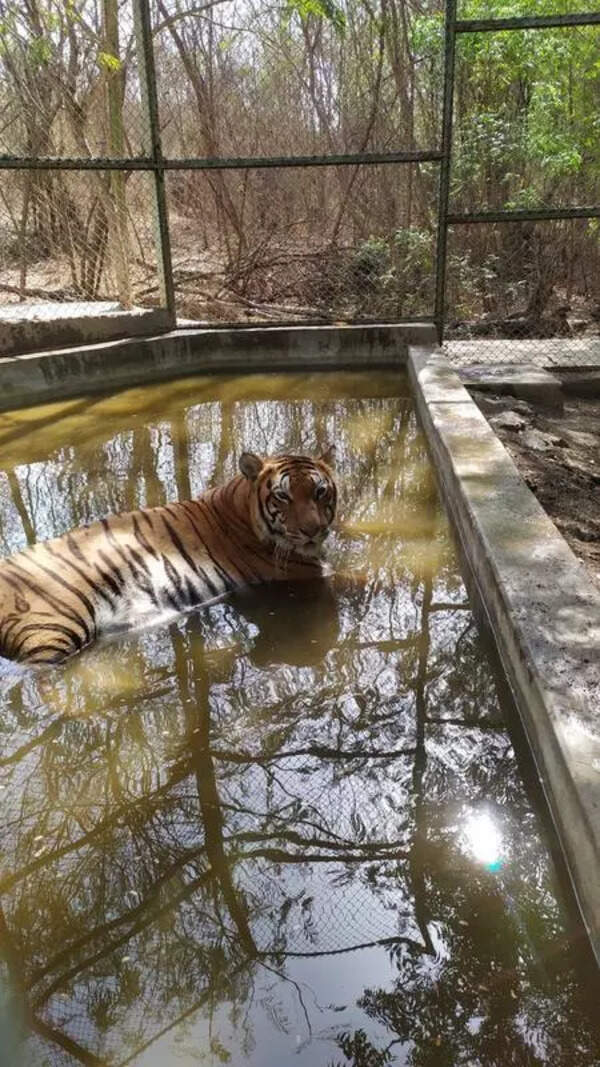 Keeping cool: RMC steps up summer safety for zoo animals