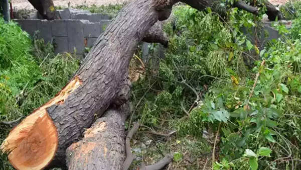 UP minister Arun Kumar Saxena seeks report on tree felling in Bareilly